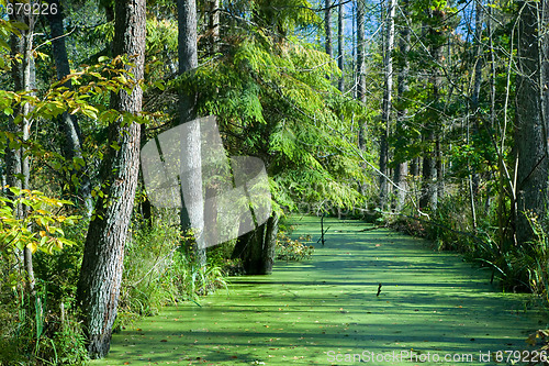 Image of Forest river duckweed covered among alder trees