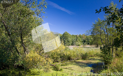 Image of Swampy valley of Lesna River in sunny autumnal day 