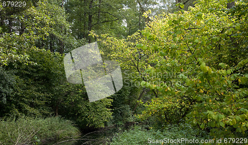 Image of Riparian forest over small forest river landscape