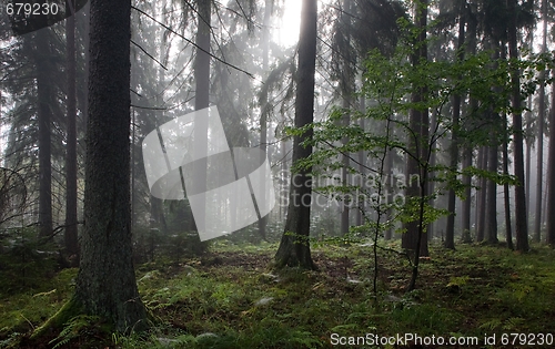 Image of Misty late summer mainly coniferous stand