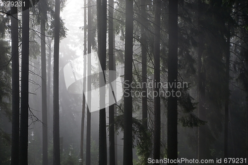 Image of Coniferous trees silhouette against light of misty sunrise