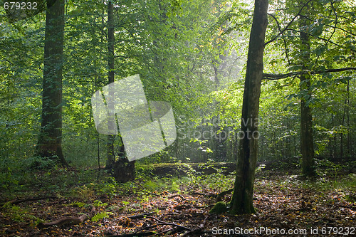 Image of Light reaching misty deciduous stand with old trees