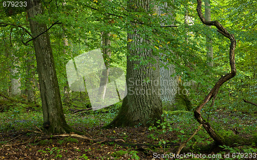 Image of Old large oak trees 