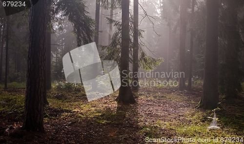 Image of Coniferous trees against light of misty sunrise