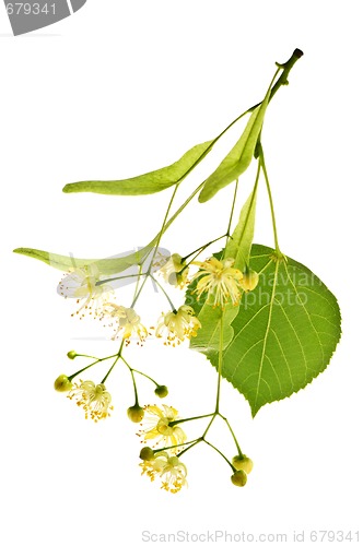 Image of Linden flower