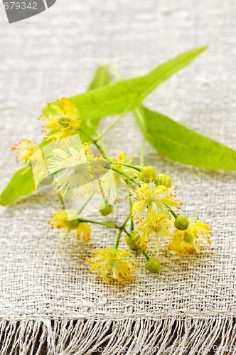 Image of Linden flower