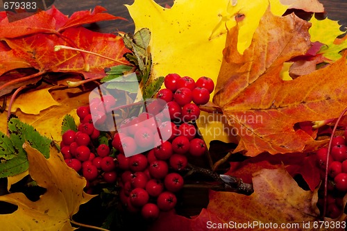 Image of maple leaves and rowanberries