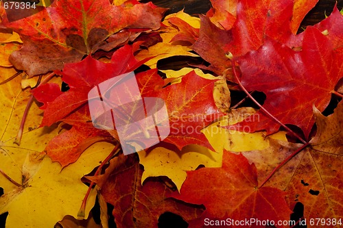 Image of maple leaves