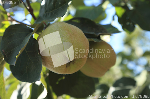 Image of Immature quinces (Cydonia oblonga)