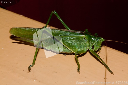 Image of grasshopper