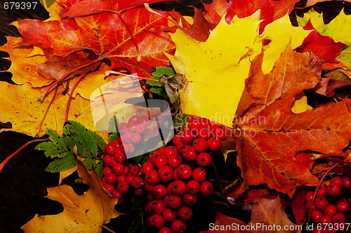 Image of fall colors