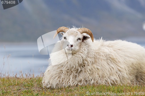 Image of Goat resting
