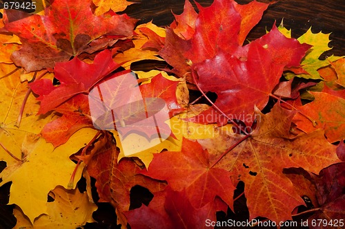 Image of fall leaves