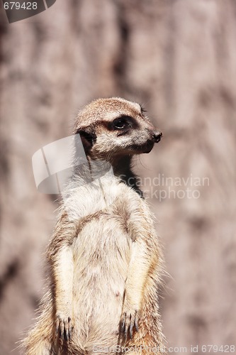 Image of Suricate portrait