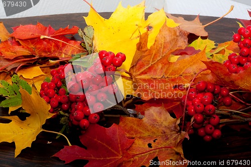 Image of fall colors