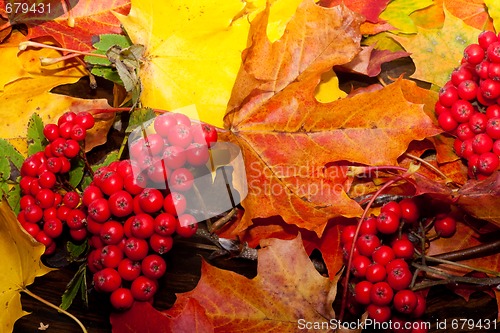 Image of fall colors