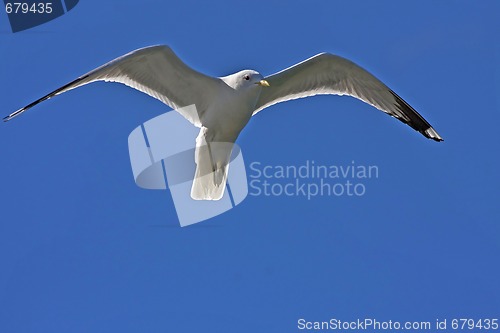 Image of seagull in air