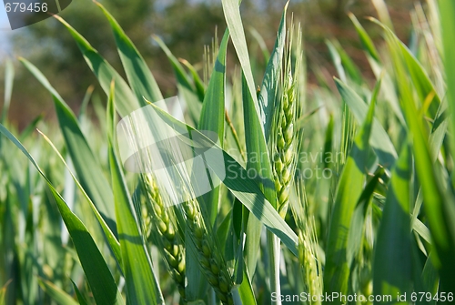 Image of Wheat