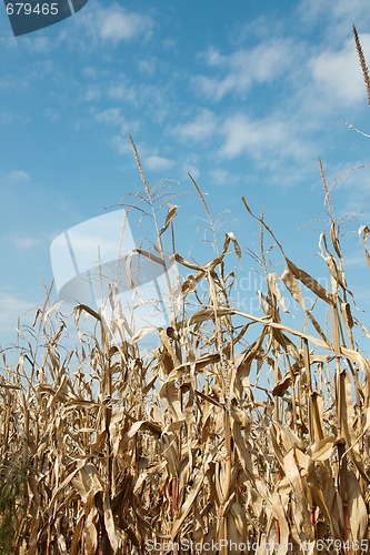 Image of Corn