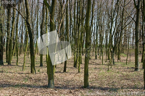 Image of Trees