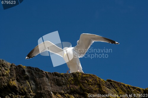 Image of Seagull on a cliff