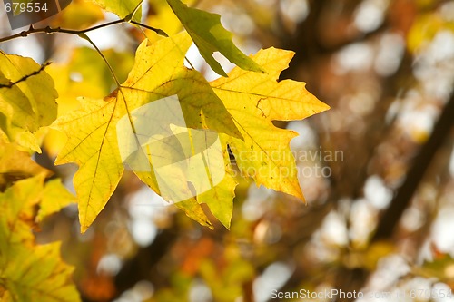 Image of Leaves