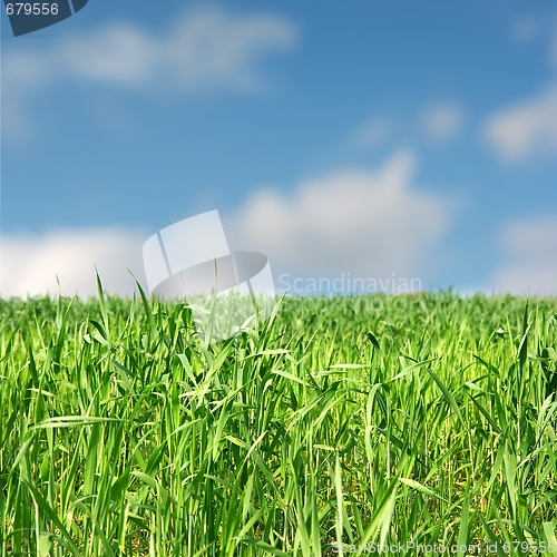Image of Field