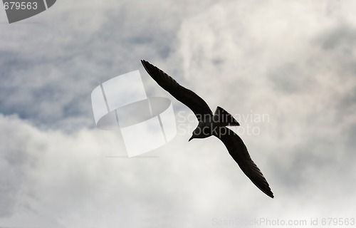 Image of Bird