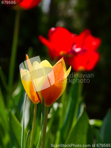Image of Tulips