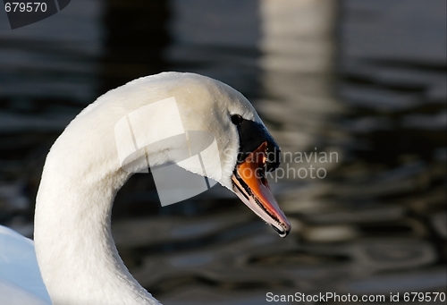 Image of Swan
