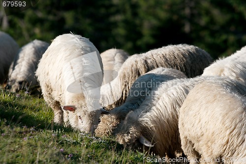 Image of Sheeps