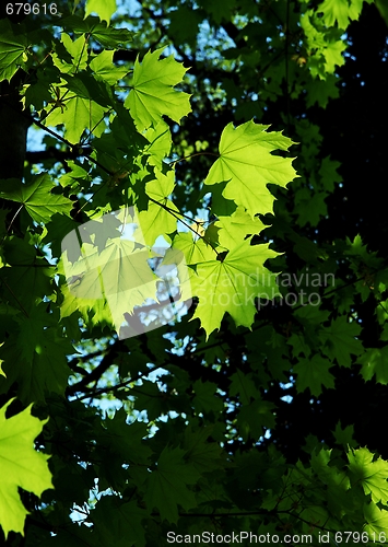 Image of Leaves