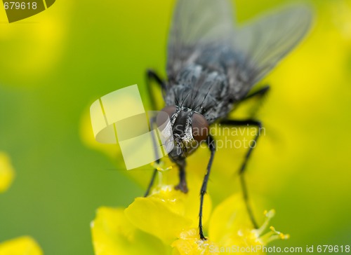 Image of Fly