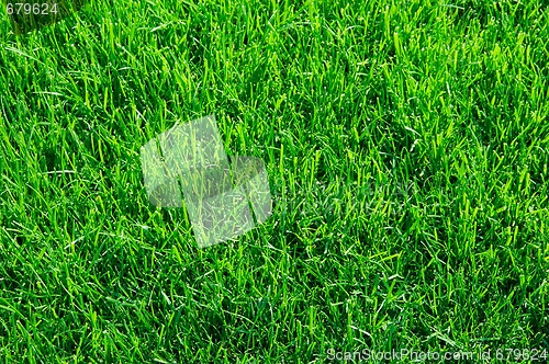 Image of Grass
