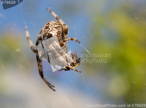 Image of Spider