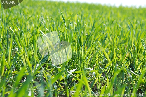 Image of Plants