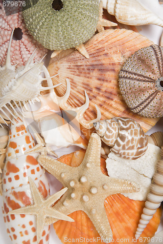 Image of Seashells in High Key