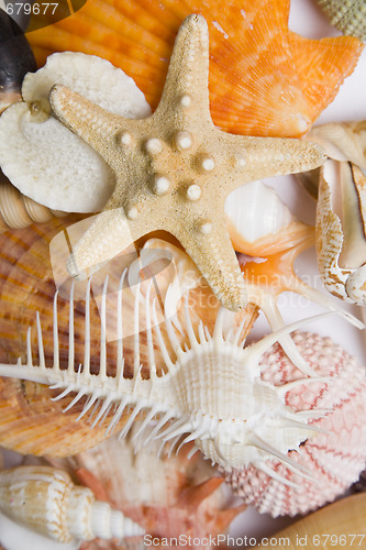 Image of Seashells in High Key