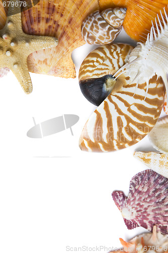 Image of Seashells in High Key