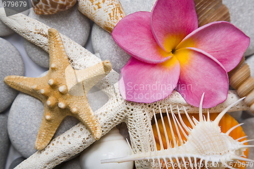 Image of Seashells in High Key