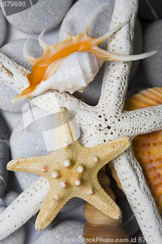 Image of Seashells in High Key