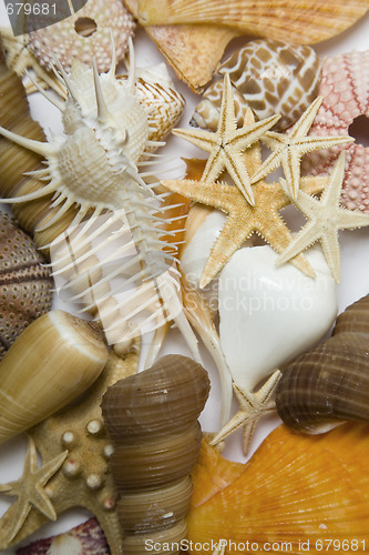 Image of Seashells in High Key 