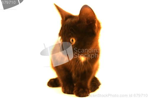 Image of black kitten