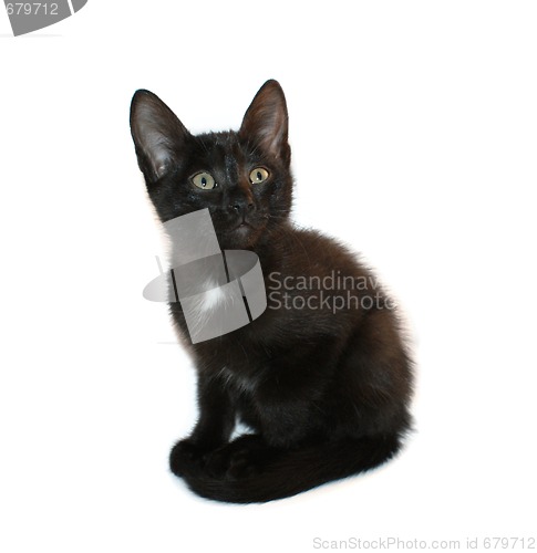 Image of black kitten 2