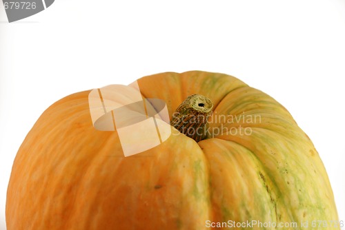 Image of pumpkin 5