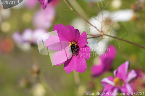 Image of Bee on purple flower