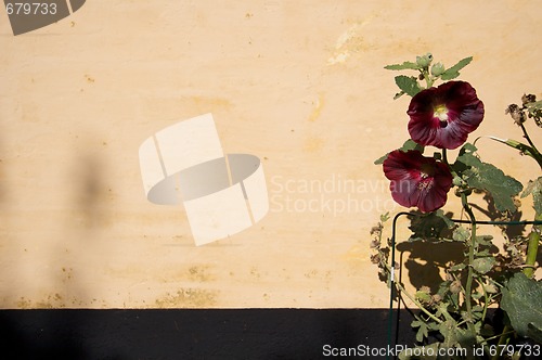 Image of Purple flower