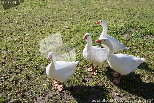 Image of Geese on grass