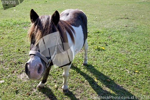 Image of Pony