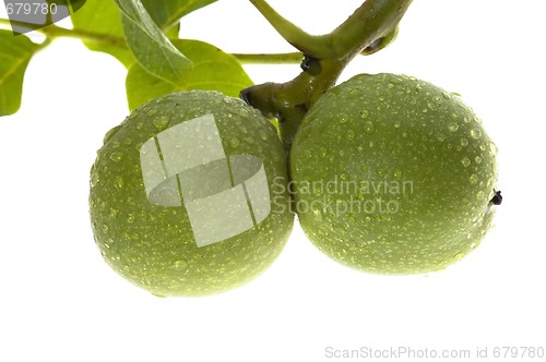 Image of growing walnuts isolated on the white